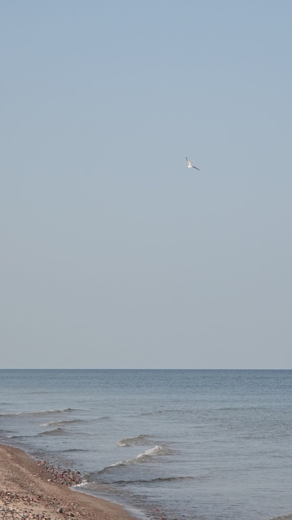 Bird | Porcelain ornament