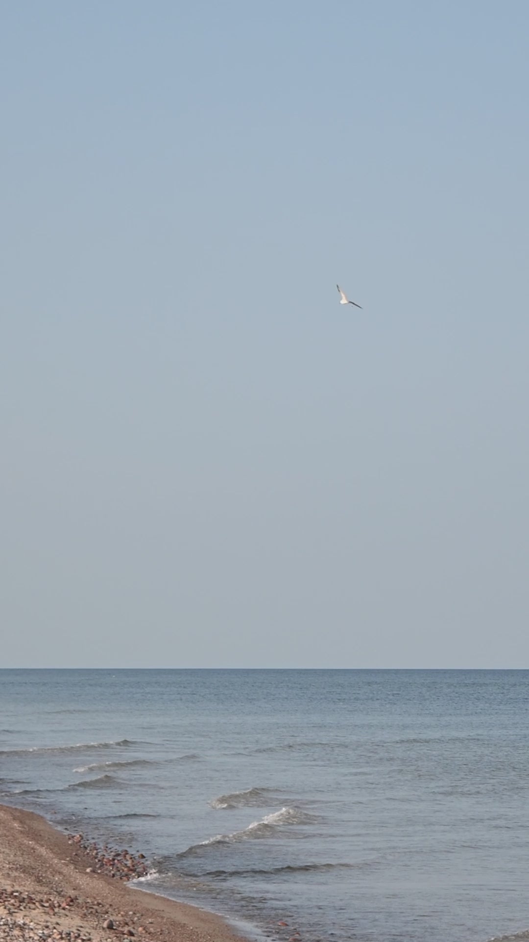 Bird | Porcelain ornament